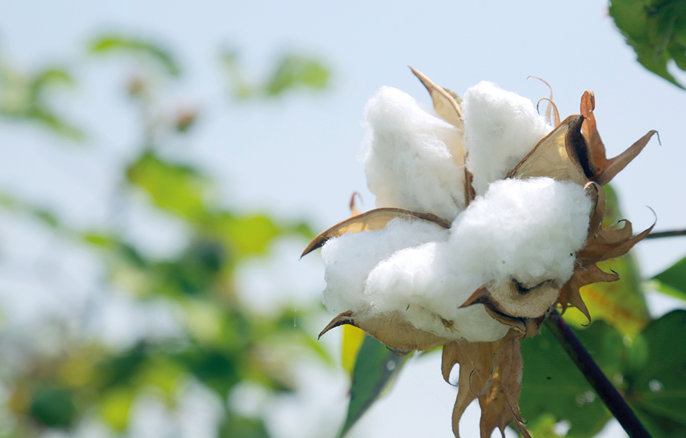 Le coton biologique est une fibre utilisée par Missegle
