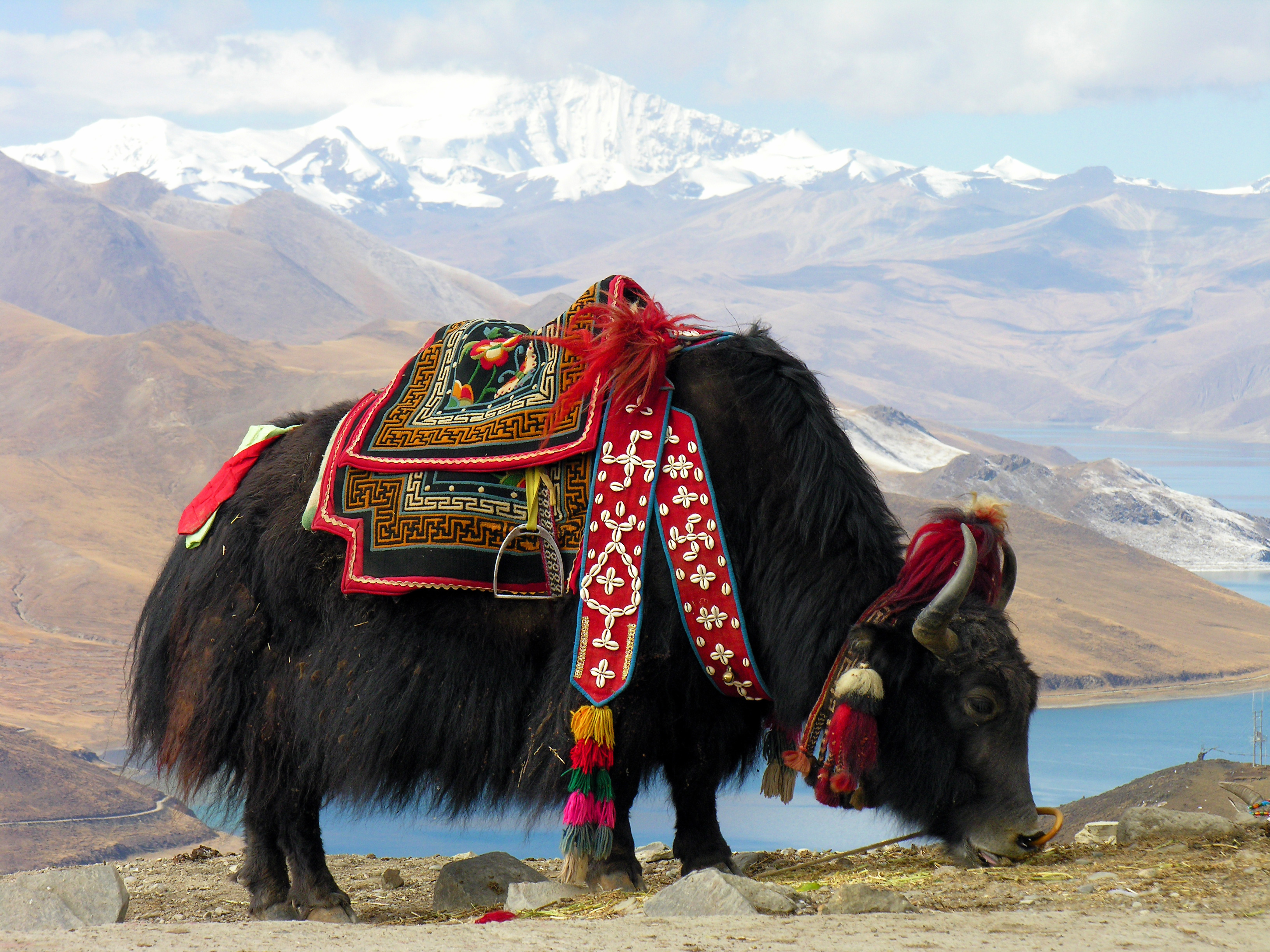 Yack de Mongolie
