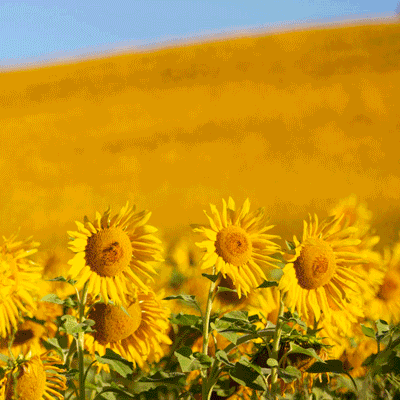 pollen